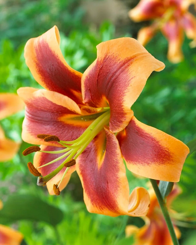 Лилия Рэд Монинг 